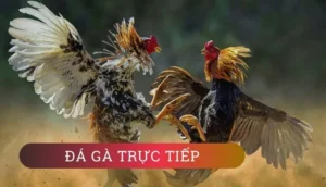 Hướng Dẫn Cách Chơi Đá Gà Sabong Tại WW88 Hiệu Quả Nhất