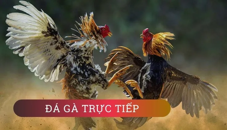Hướng Dẫn Cách Chơi Đá Gà Sabong Tại WW88 Hiệu Quả Nhất